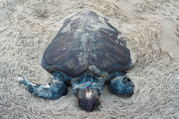 dead turtle on the beach
