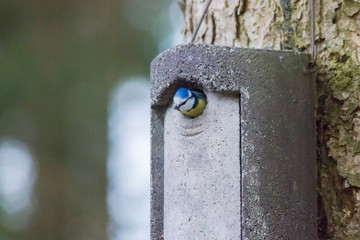 Blue tit looks out of the entry hole of a nesting box