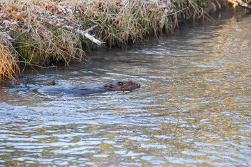 A European beaver swims in the water of a river