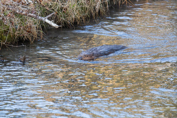 A European beaver swims in the water of a river