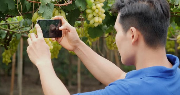 Businessman using smartphone to take picture at his grape farm. Technology and Business concept.