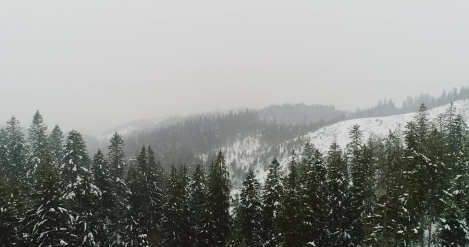 Aerial view of the beautiful snow-covered forest in the mountains 4K 