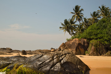  Beautiful beach with palm trees and boulders on the tropical island of Sri Lanka. 