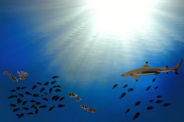 Obraz premium Underwater scene with sun rays shining through the water