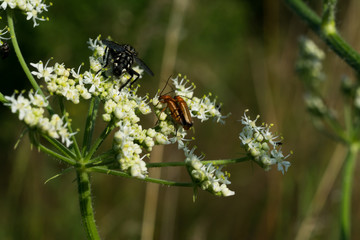 close up of fly with detail on a leaf of a flower plant