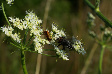 close up of fly with detail on a leaf of a flower plant