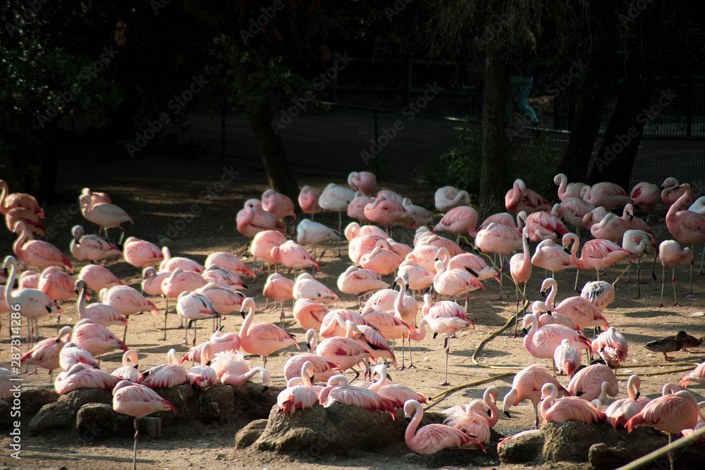 Wall mural flamant rose