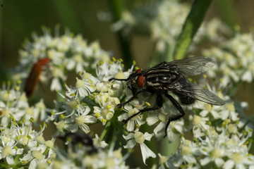 close up of fly with detail on a leaf of a flower plant