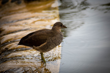 oiseau