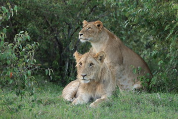 Lion young male and lioness, Masai Mara National Park, Kenya.