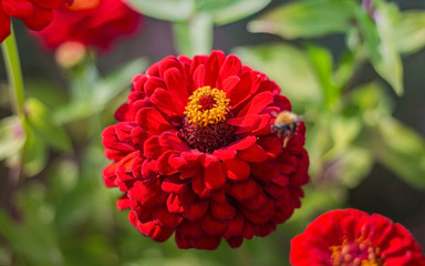 red zinnia flower blooming in the garden