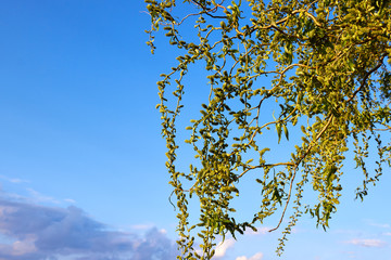 Willow branches on a background of blue sky