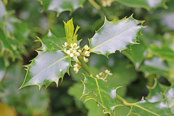 Holly bush in flower