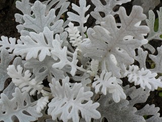 white flowers on black background