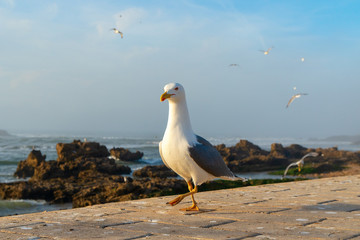 Essaouira Fish Market is the place to get the LOCAL seafood, the port is near Bab Doukala. Beautiful sunset with silhouette fortress and flying seagull