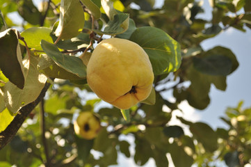 Ripe quince fruits on a tree on a sunny day