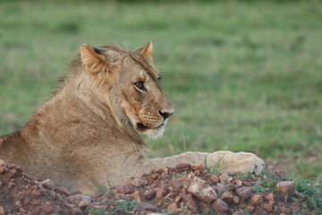 Young lion resting, Masai Mara National Park, Kenya.