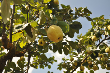 Ripe quince fruits on a tree on a sunny day