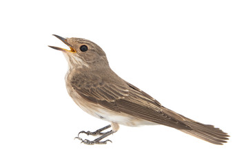 Spotted Flycatcher, Muscicapa striata, isolated on a white background