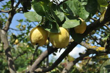 Ripe quince fruits on a tree on a sunny day