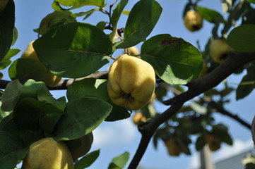 Ripe quince fruits on a tree on a sunny day