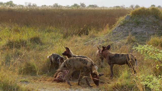 An African wild dog climbs down from a termite hill to join his pack feeding on an impala carcass under the hot African sun