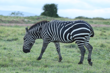 Naklejka premium Very dark zebra, Masai Mara National Park, Kenya.
