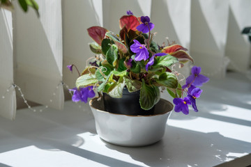Fototapeta na wymiar Potted purple flower