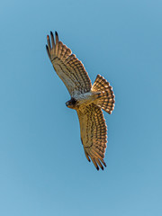 Circaetus gallicus in flight