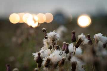 Nature © Ben.Photoholic