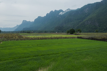rice field in mountain