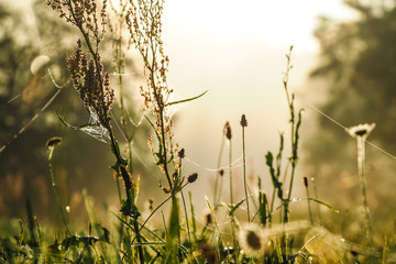 Plants and grass close up on a foggy summer morning