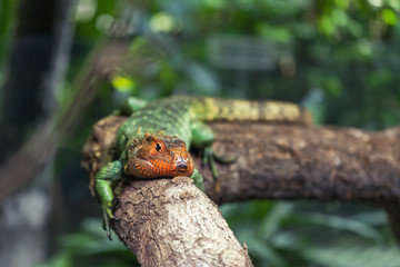 Big reptile green lizard rest on the tree and take sunbathe.
