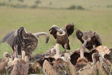 Vultures fighting on a giraffe carcass, Masai Mara National Park, Kenya.
