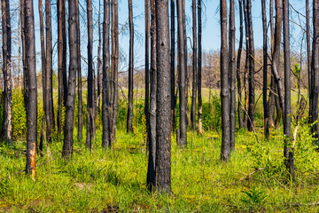 Fototapeta premium Young green grasses in the dead pine forest after last year wildfire