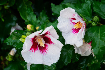 Hibiscus © thongsee