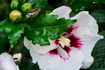 Hibiscus © thongsee