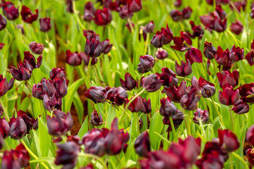 Obraz na płótnie Canvas Purple colored tulip flowers in spring field. Violet bud of tulip. Purple bright tulip, sensitive focus.