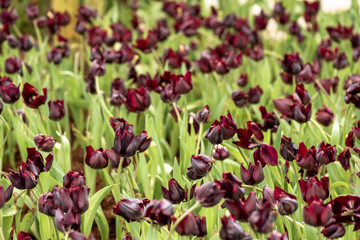 Purple colored tulip flowers in spring field. Violet bud of tulip. Purple bright tulip, sensitive...
