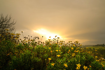Beautiful yellow daisies with golden sunrise in the background, Copy space.
