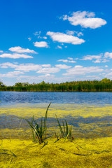 Fototapeta na wymiar The edge of the lake with green water by reason of alga bloom