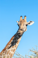 An extreme closeup of an Angolan Giraffe - Giraffa giraffa angolensis- head. Etosha National Park, Namibia.