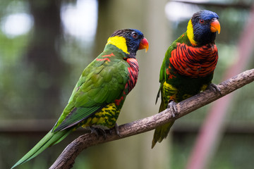 colorful parrot on a branch