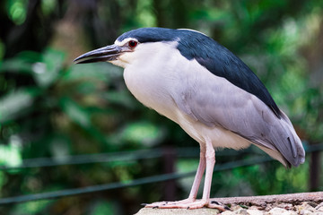 great blue heron Nycticorax nycticorax 