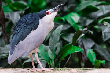 great blue heron