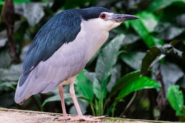 great blue heron  Nycticorax nycticorax 