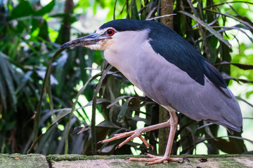 Black-crowned Night Heron Nycticorax nycticorax