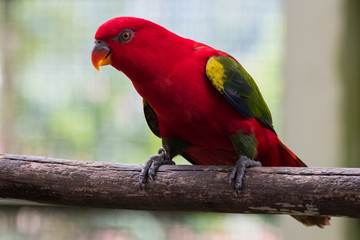colorful parrot on a branch