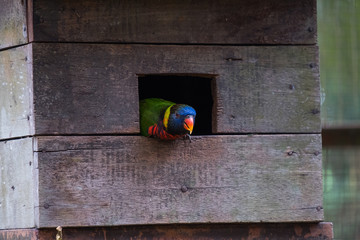 Parrot in hid house © Ihor
