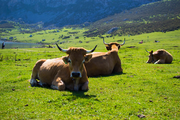 Portrait of a brown cow relaxing on a green meadow in Covadonga Lakes, Asturias, Spain
